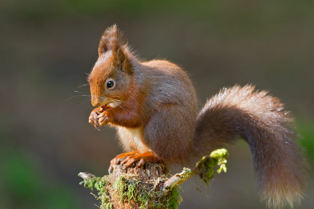 Spot a Red squirrel around Skelwith Fold Caravan Park