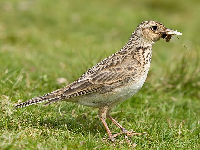 Enjoy birdspotting whilst staying at Skelwith Fold Caravan Park